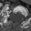 n°142132 - Synchisite Bertrandite - Carrière des Gottes - Saint Julien Molin Molette - Loire