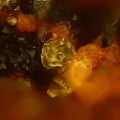 n°111149 - Fluorapatite Cronstedtite Sidérite - Malabau  - Salsigne - Aude