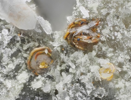 Synchisite - Carrière Buffin - Ampuis - Rhône