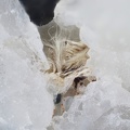 Rutile - Rocher du Bari - Mercus Garrabet - Ariège