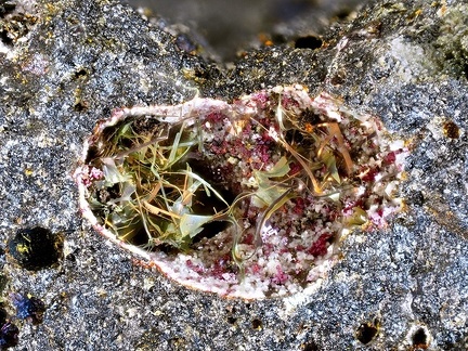 Cuivre Cuprite (scories) - Chessy-les-Mines - Rhône