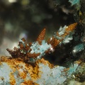 Cuivre Serpiérite (scories) - Chessy-les-Mines - Rhône