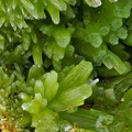 Pyromorphite - Creuzeval - St Didier sur Beaujeu - Rhône 