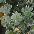 Pyromorphite - Creuzeval - St Didier sur Beaujeu - Rhône