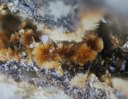 Eleonorite - Collioure - Massif des Albères - Pyrénées Orientales 