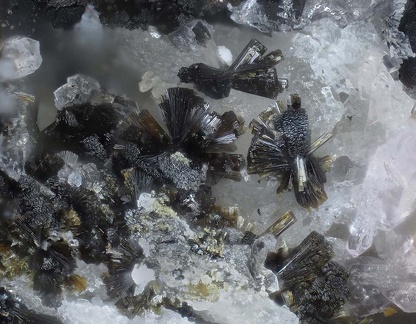 Rockbridgeite - Collioure - Massif des Albères -  Pyrénées Orientales 