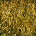 Pyromorphite - Propières - Beaujeu - Rhône