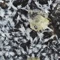 Strontianite Dolomite Magnétite - Orpierre - Hautes-Alpes