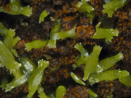 Pyromorphite - La Vidale mine - Asprières - Villefranche-de-Rouergue - Aveyron