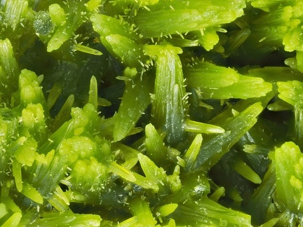 Pyromorphite - Maxonchamp - Rupt-sur-Moselle - Vosges 