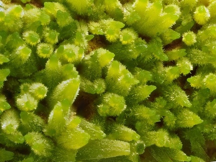 Pyromorphite - Maxonchamp - Rupt-sur-Moselle - Vosges 
