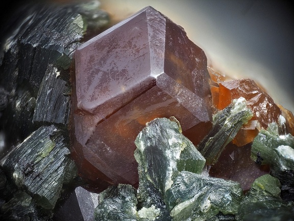 Grossulaire Actinote - Nonza - Haute Corse 
