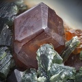 Grossulaire Actinote - Nonza - Haute Corse 