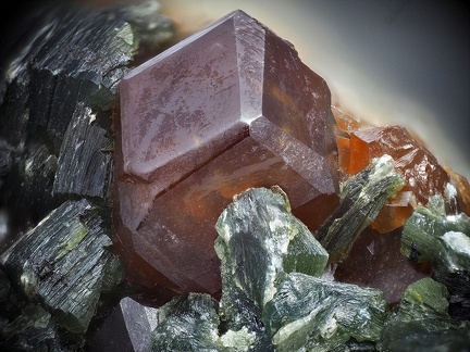 Grossulaire Actinote - Nonza - Haute Corse 
