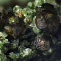 n°150006 - Grossulaire, Epidote ? - Rochers littoraux de Diélette - Flamanville - Manche