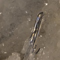 n°115090 Bis - Stibine Quartz - Filon des Forges - Leyvaux - Cantal