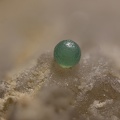 n°168116 -Eulytine Quartz - Heidenbach (Vallon) - Munster - Haut-Rhin