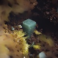 n°171159 - Dewindtite Torbernite - La Faye (Mine) - Grury - Saône-et-Loire