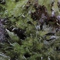 n°198022 - Epidote-Ca - Vallée de la Papenoo - Tahiti - Polynésie-Française