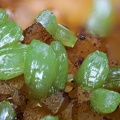 n°130120  - Pyromorphite, Quartz - Mas Dieu - Laval-Pradel - Gard