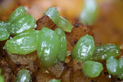 n°130120  - Pyromorphite, Quartz - Mas Dieu - Laval-Pradel - Gard