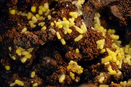n°168105 - Mimetite, Goethite - Bluttenberg (Mine), Lapoutroie, Haut-Rhin