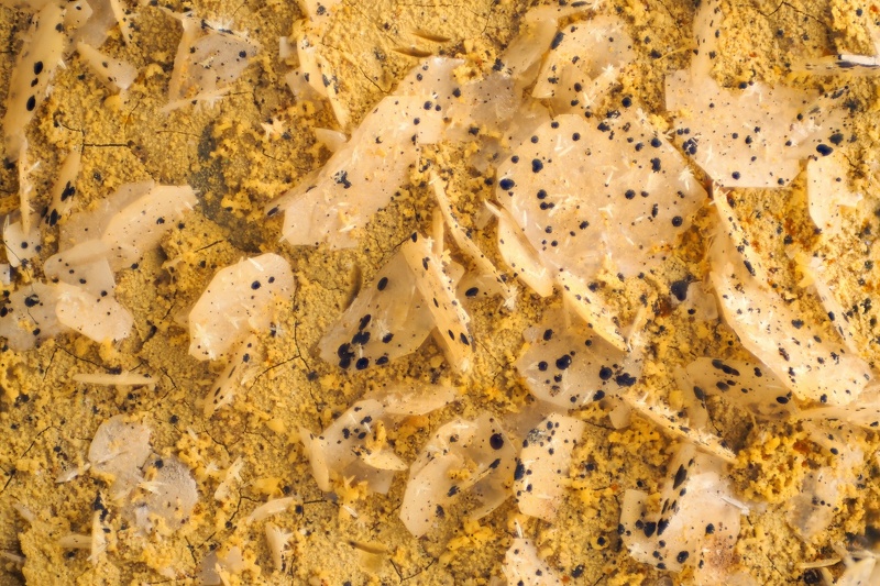 n°190010 - Stolzite, Mimetite - Saint Daniel (Mine) - Giromagny - Territoire-de-Belfort
