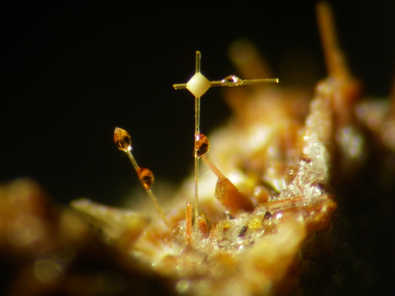 champ 3mm Pyroxène Bras de Cilaos La Réunion.JPG