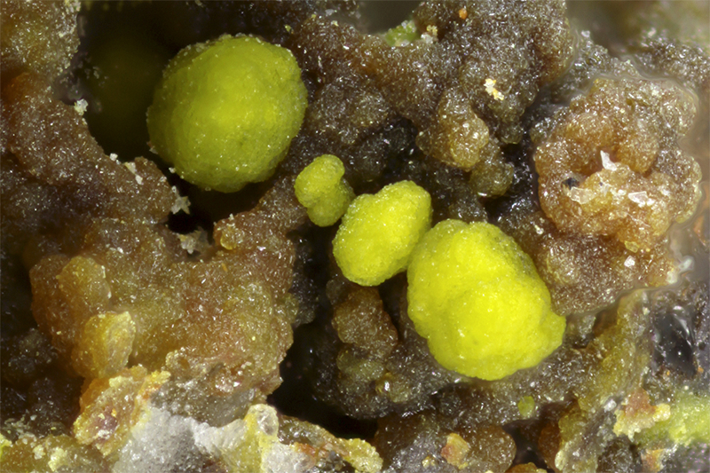 gartrellite.jpg