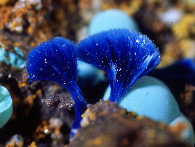 Azurite - Malabau mine - Salsigne - Carcassonne - Aude