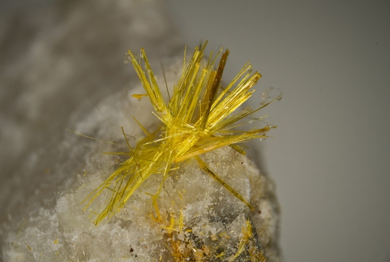 champ 7mm Wakabayashilite.jpg
