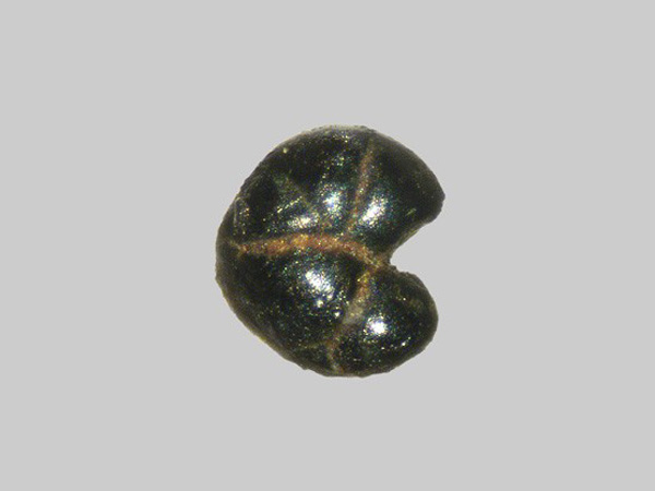Glauconite - La Loire - Gien - Loiret - FP - Taille 0,6mm.jpg