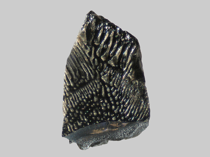 Hornblende déstabilisée - Ruisseau de Neuffonds - Besse-en-Chandesse - Puy-de-Dôme -  FP - Taille 2,5mm.jpg