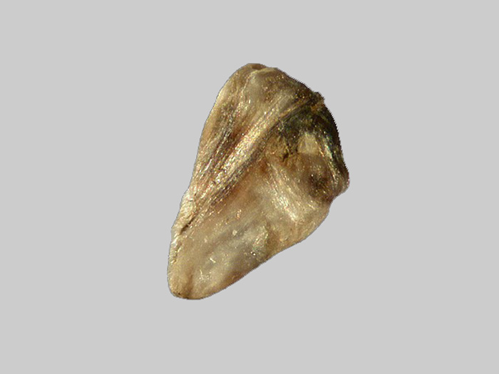 Sillimanite - Plage de Gâvres - Port-Louis - Morbihan - FP - Taille 1,5mm