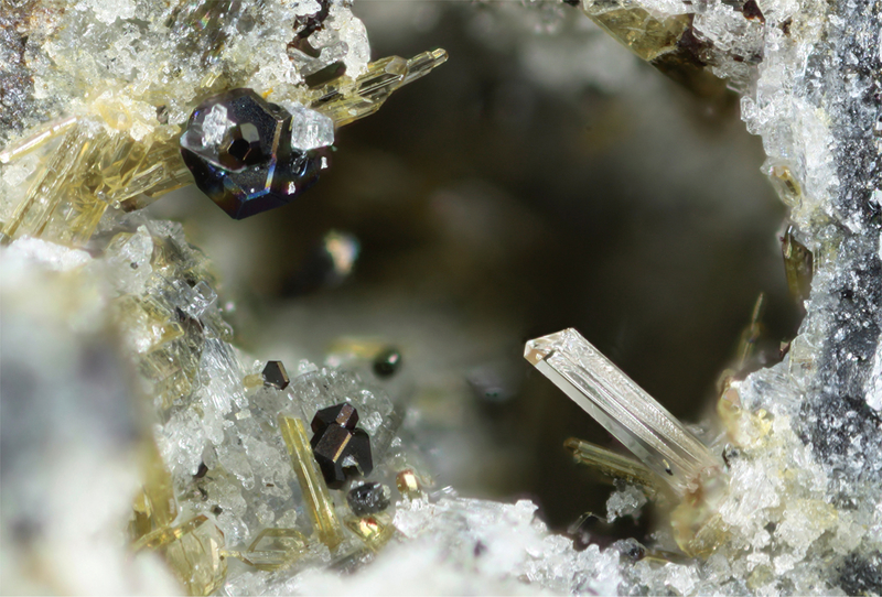 champ 1,6mm Le Capucin, Le Mont-Dore, Rochefort-Montagne, Puy-de-Dôme, Auvergne, France1,6mm.jpg
