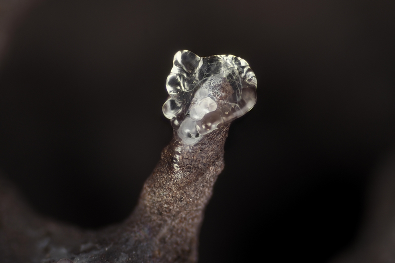 Opale_Puy de la Platte, Puy-de-Dôme_4,7mm_ENSMP-AFM 163145_FF.jpg