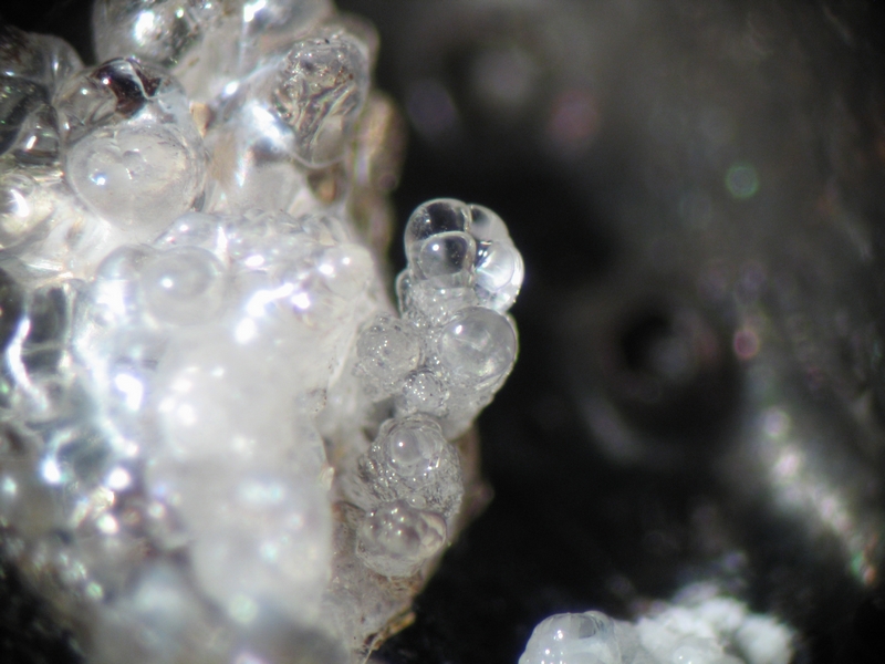 163227-Hyalite - Pardines.jpg
