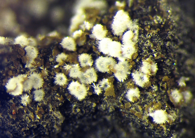 197028-scolecite La Réunion.jpg