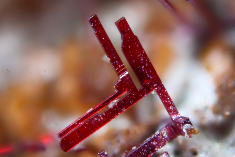 chalcotrichite 9165  le moulinal champ 1mm.jpg
