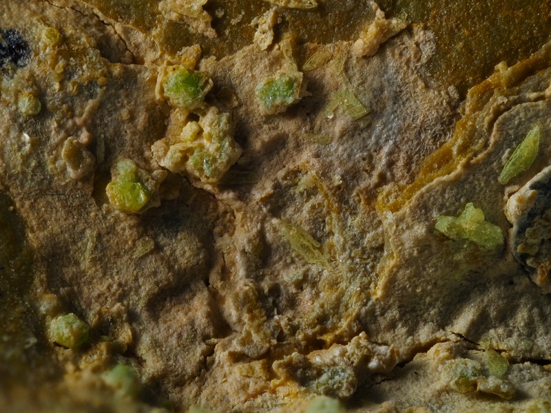 heinrichite Rivieral le Bosc Herault ch2mm.jpg