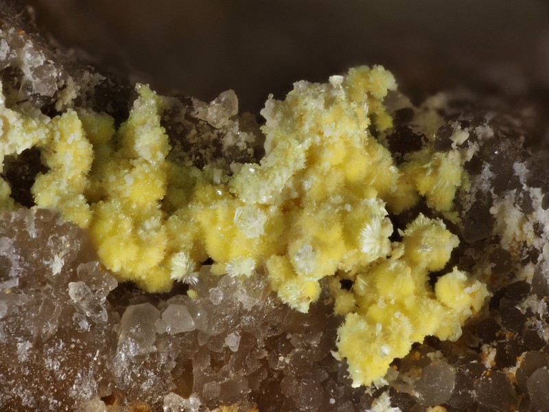 uranophane Davignac correze ch2.8mm.jpg
