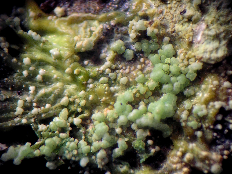 champ 4mm Annabergite correc d'en LLinassos Oms Pyrénées Orientales CB Champ 4 mm.jpg