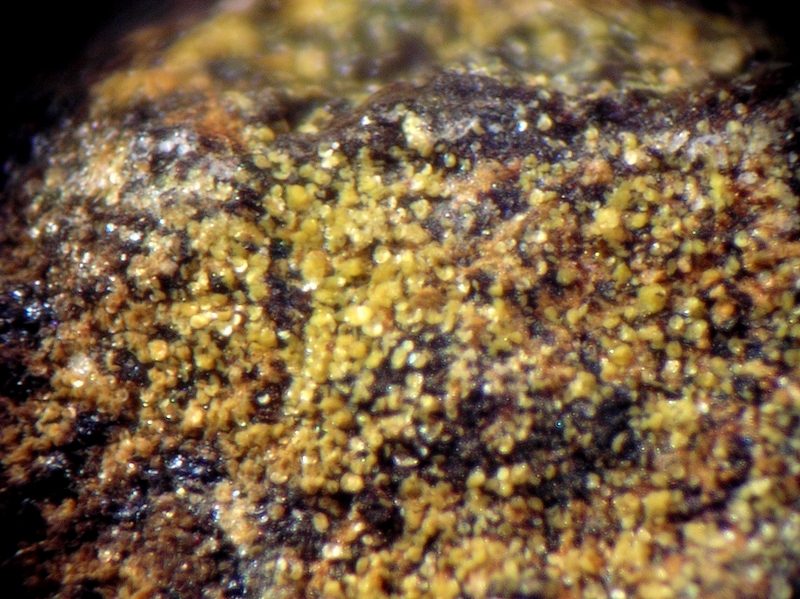 Omsite correc d'en LLinassos Oms Pyrénées Orientales CB Champ 2,5 mm.jpg
