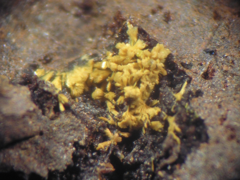 Jarosite  Mas Viçens Caixas Pyrénées Orientales CB champ 2 mm.jpg