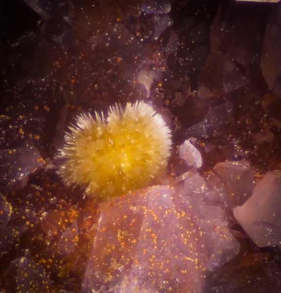 nontronite 12-124-1 c 0,5mm.jpg