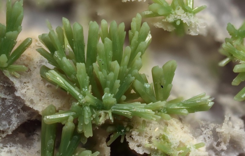 Pyromorphite - Propières - Beaujeu - Rhône