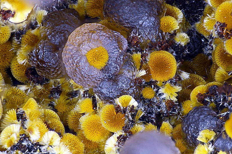 champ 1,5mm N°7362 Cacoxenite-Strengite Birrity Quarry Arbouet-Sussaute Pyrénées-Atlantiques France - Champ 1.5mm Copyright Photo & Collection Pascale et Daniel Journet.jpg