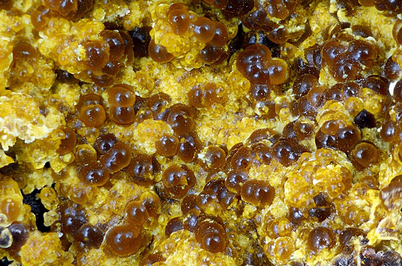 champ 4mm N°13334 Cacoxenite Birrity Quarry Arbouet-Sussaute Pyrénées-Atlantiques France - Champ 4mm Copyright Photo & Collection Pascale et Daniel Journet.jpg