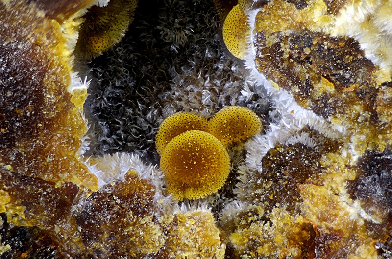 champ 1,5mm N°13335 Cacoxenite Birrity Quarry Arbouet-Sussaute Pyrénées-Atlantiques France - Champ 1.5mm Copyright Photo & Collection Pascale et Daniel Journet.jpg