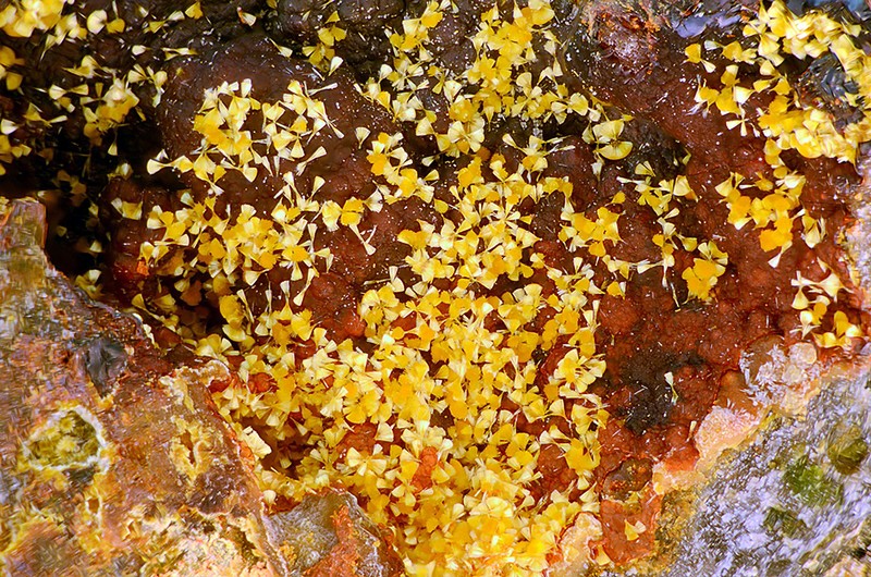 champ 4mm N°14052 Cacoxenite Birrity Quarry Arbouet-Sussaute Pyrénées-Atlantiques France - Champ 4mm Copyright Photo & Collection Pascale et Daniel Journet.jpg